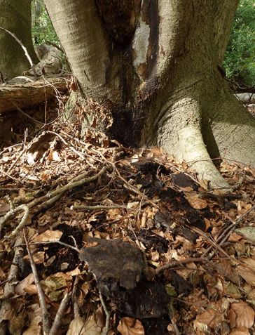 Fallen fruit bodies at the base of beech in Epping Forest, UK.